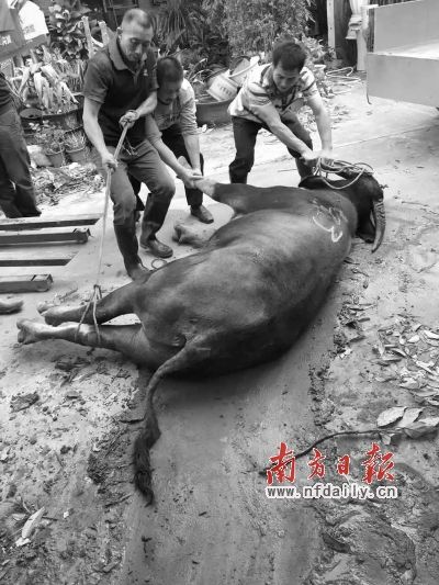 疯牛撞人被击毙，事件深度解析