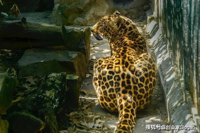 杭州惊现豹子逃逸事件，探寻事件背后的真相