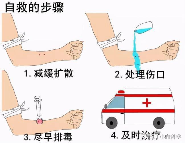 毒蛇咬伤自救指南，关键步骤与注意事项